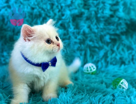 Mavi Bakışlı Kar Tanesi: Beyaz British Longhair - 7579