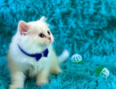 Mavi Bakışlı Kar Tanesi: Beyaz British Longhair - 7579