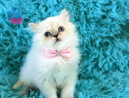 Pembe Papyonlu Beyaz Güzellik: British Shorthair Dişi - 7580 - Görsel 3
