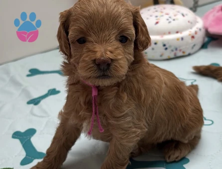 RED RENGİNDE MALTİPOO YAVRULARIM - 7582