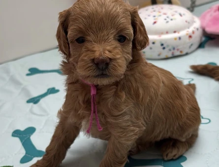 RED RENGİNDE MALTİPOO YAVRULARIM - 7582