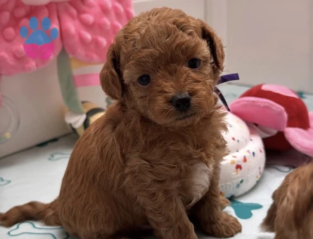 RED RENGİNDE MALTİPOO YAVRULARIM - 7582 - Görsel 3