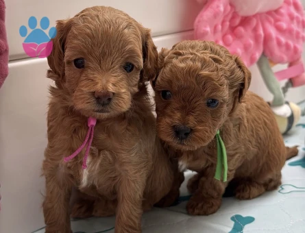 RED RENGİNDE MALTİPOO YAVRULARIM - 7582 - Görsel 4