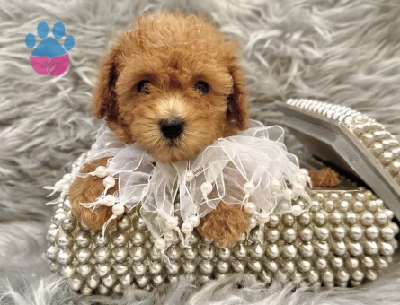 APRİCOT RENKTE TOY POODLE YAVRULARIMIZ - 7583