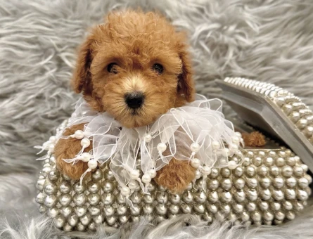 APRİCOT RENKTE TOY POODLE YAVRULARIMIZ - 7583