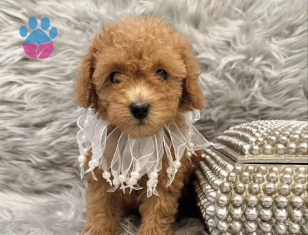 APRİCOT RENKTE TOY POODLE YAVRULARIMIZ - 7583 - Görsel 3