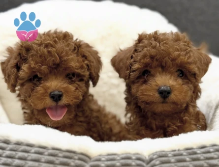 KORE POODLE KARDEŞLER - 7584