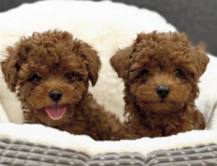 KORE POODLE KARDEŞLER - 7584