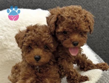 KORE POODLE KARDEŞLER - 7584 - Görsel 3