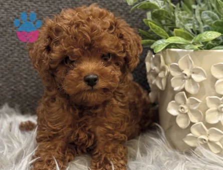 KORE POODLE KARDEŞLER - 7584 - Görsel 4