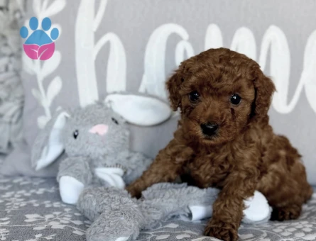 RED BROWN TOY POODLE BEBEKLER - 7585