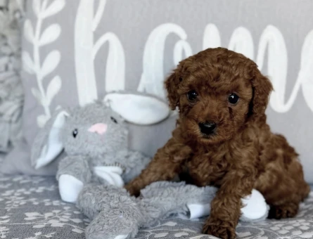 RED BROWN TOY POODLE BEBEKLER - 7585