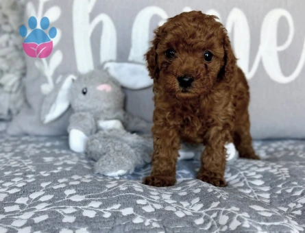 RED BROWN TOY POODLE BEBEKLER - 7585 - Görsel 2