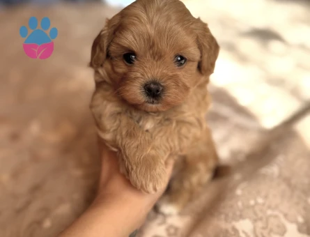 TOMBİŞ MALTİPOO YAVRULARI - 7586