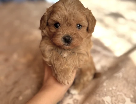 TOMBİŞ MALTİPOO YAVRULARI - 7586