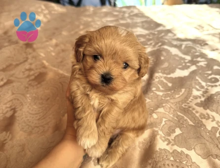 TOMBİŞ MALTİPOO YAVRULARI - 7586 - Görsel 3