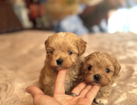 KORE MALTİPOO YAVRULAR - 7587