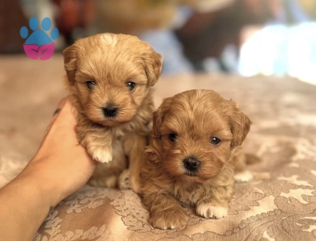 KORE MALTİPOO YAVRULAR - 7587 - Görsel 3