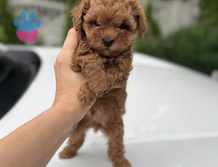 KIVIR KIVIR MALTİPOO YAVRULAR - 7588 - Görsel 3
