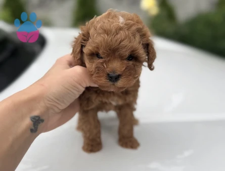 KIVIR KIVIR MALTİPOO YAVRULAR - 7588
