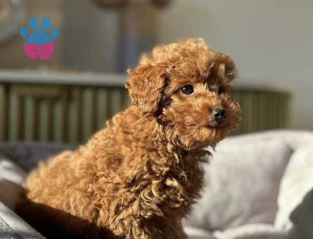 RED RENGİNDE TOY POODLE YAVRULAR - 7589 - Görsel 3