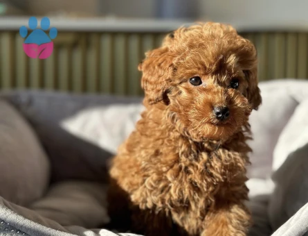 RED RENGİNDE TOY POODLE YAVRULAR - 7589