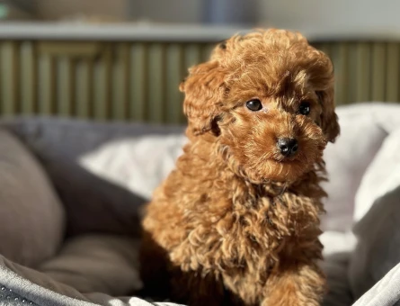 RED RENGİNDE TOY POODLE YAVRULAR - 7589