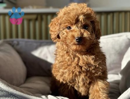 RED RENGİNDE TOY POODLE YAVRULAR - 7589 - Görsel 4