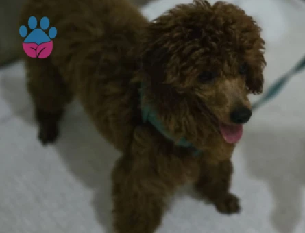 Poodle - 7591