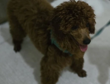 Poodle - 7591