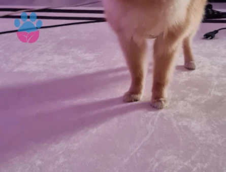 Pomeranian boo - 7593 - Görsel 2