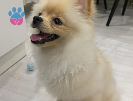 Pomeranian boo - 7593 - Görsel 5