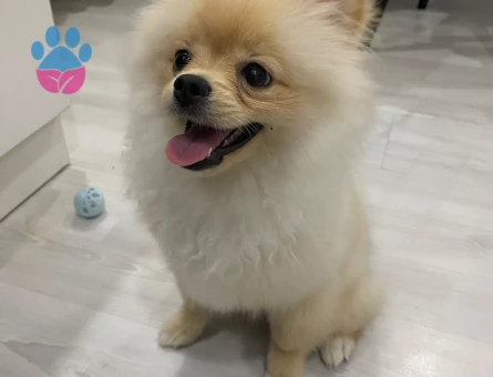 Pomeranian boo - 7593 - Görsel 4