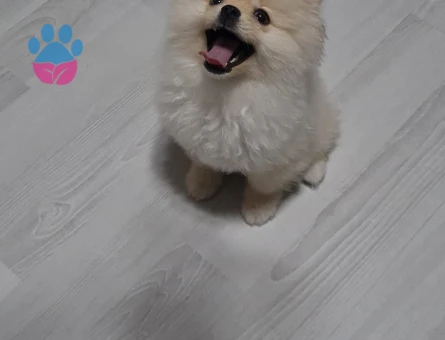 Pomeranian boo - 7593 - Görsel 3