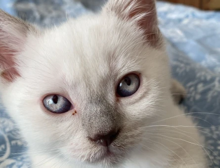 🐾 British Shorthair Yavru Kedi Sahiplendirilecektir 🐾 - 7596