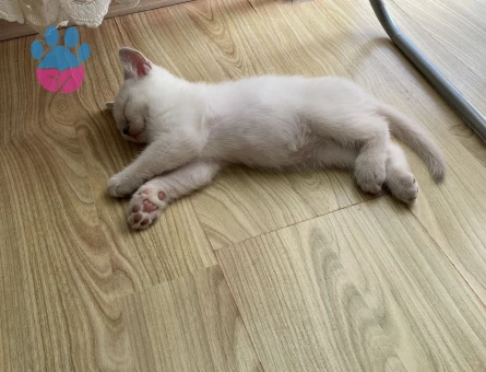 🐾 British Shorthair Yavru Kedi Sahiplendirilecektir 🐾 - 7596 - Görsel 3