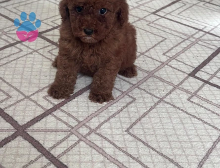 TOY POODLE VE MALTİPOO BEBEKLERİM HAZIR - 7598
