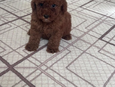TOY POODLE VE MALTİPOO BEBEKLERİM HAZIR - 7598