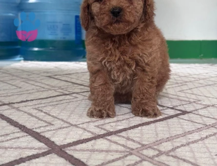 TOY POODLE VE MALTİPOO BEBEKLERİM HAZIR - 7598 - Görsel 3