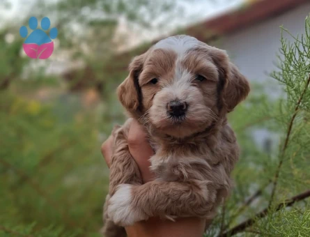 TOY POODLE VE MALTİPOO BEBEKLERİM HAZIR - 7598 - Görsel 5