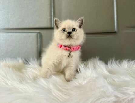 2 Aylık Dişi British Shorthair Point