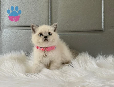2 Aylık Dişi British Shorthair Point