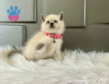2 Aylık Dişi British Shorthair Point
