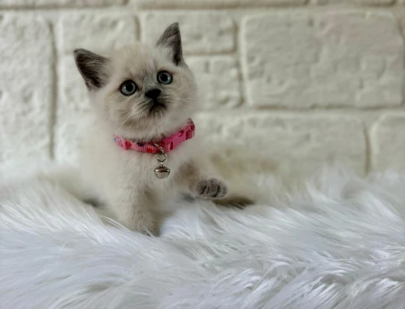 2 Aylık British Shorthair Dişi