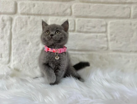 Gri British Shorthair Dişi