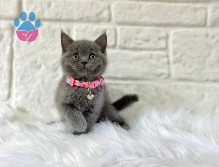 Gri British Shorthair Dişi