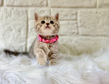 British Shorthair Tabby Dişi