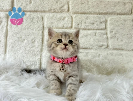 British Shorthair Tabby Dişi