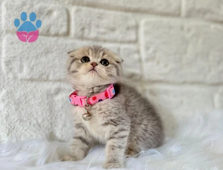 Scottish Fold Tabby Dişi 2 Aylık
