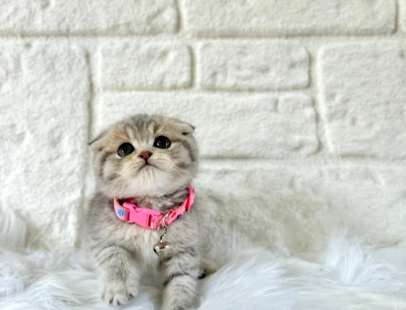 2 Aylık Scottish Fold Tabby Dişi